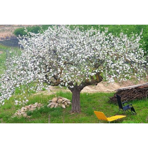 Casa di campagna Il melo tra vigne e noccioli.