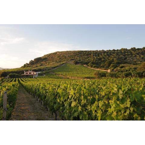 Casa nel vigneto con vista mare