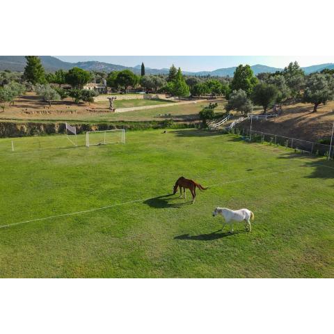 House in 10 acres of grass with horses