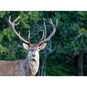 Le Logis de la Ferme aux Cerfs