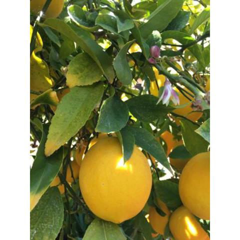 LEMON TREE